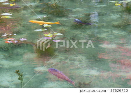 Pond of monet Pond of monet 37626720