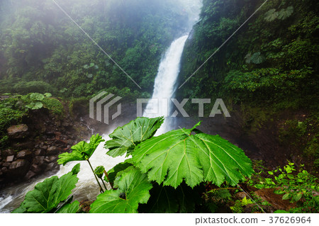 Waterfall in Costa Rica Waterfall in Costa Rica 37626964
