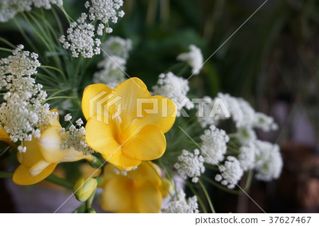Freesia 37627467