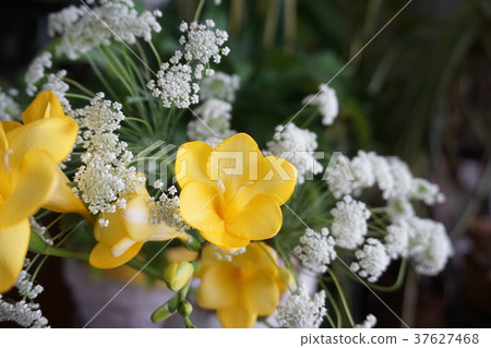 Freesia 37627468