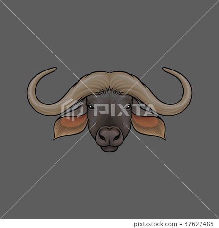 Head of muskox, portrait of wild animal hand drawn Head of muskox, portrait of wild animal hand drawn 37627485