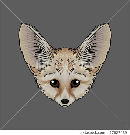 Head of fox fenech, portrait of wild animal hand 37627489