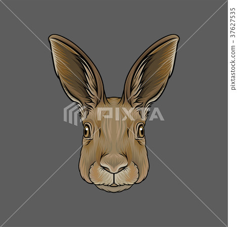 Head of hare, portrait of wild animal hand drawn 37627535