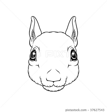 Sketch of squirrels head, portrait of forest Sketch of squirrels head, portrait of forest 37627543