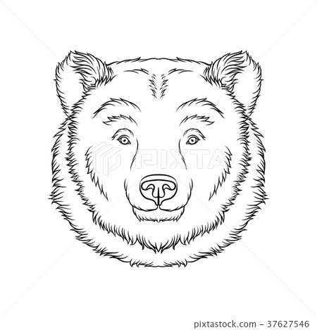 Sketch of bears head, portrait of forest animal 37627546