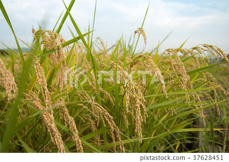 Rice field 37628451