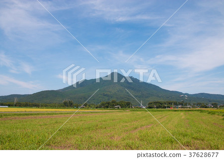 筑波山和稻田 图库照片