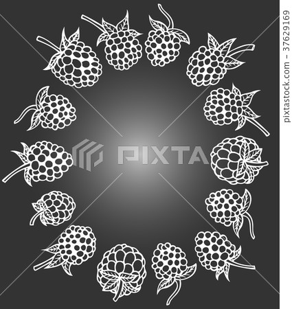 Berries hand drawn 37629169