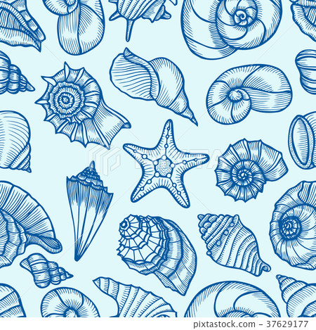 Collection of seashells drawn Collection of seashells drawn 37629177