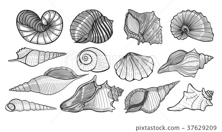 beautiful mollusk sea shells beautiful mollusk sea shells 37629209