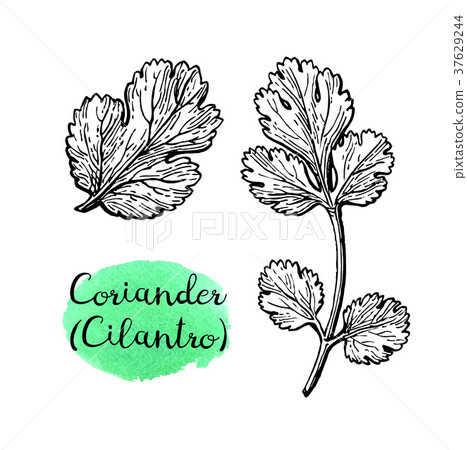 Coriander ink sketch. Coriander ink sketch. 37629244
