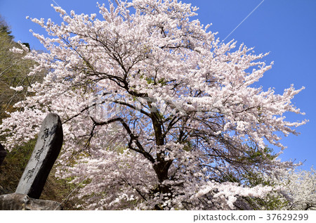 Shogawa櫻花和忠誠的靈魂紀念碑 Shogawa櫻花和忠誠的靈魂紀念碑 37629299