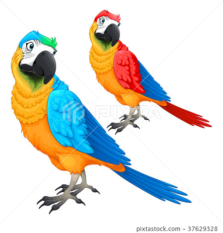 Funny parrots in two different colors Funny parrots in two different colors 37629328