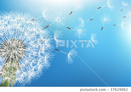 Dandelion blowing seeds on blue background Dandelion blowing seeds on blue background 37629862