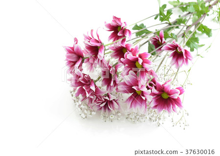 Beautiful flowers 37630016