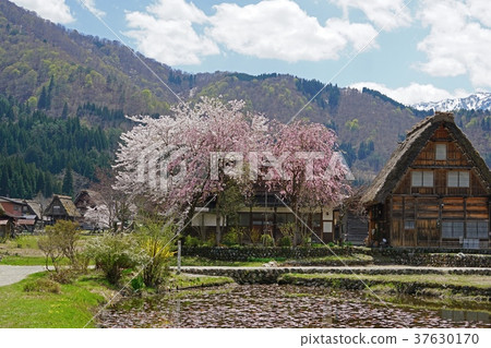 春川白川鎮 37630170