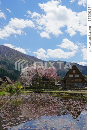 春川白川鎮 37630174