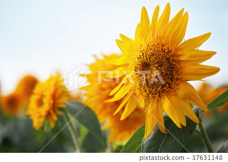 向日葵 37631148