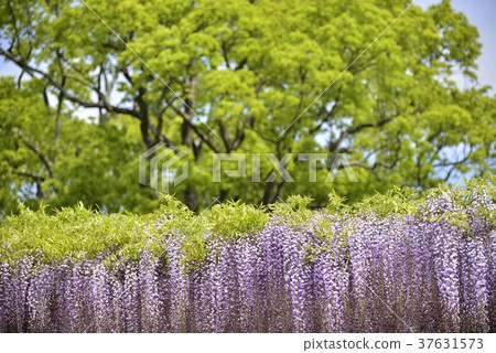 盛開的紫藤花 盛開的紫藤花 37631573