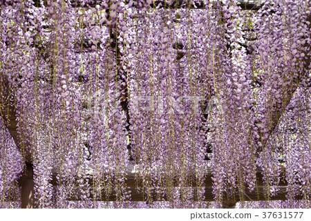 Wisteria flowers in full bloom Wisteria flowers in full bloom 37631577
