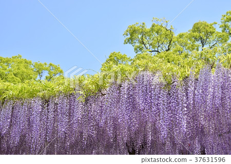 Wisteria flowers in full bloom Wisteria flowers in full bloom 37631596