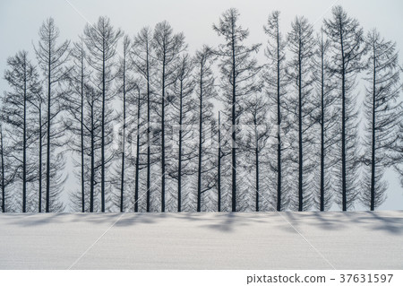 "Hokkaido" Mild Seven Hill in winter "Hokkaido" Mild Seven Hill in winter 37631597