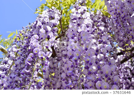 盛開的紫藤花 盛開的紫藤花 37631646