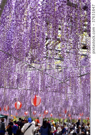 盛開的紫藤花 37631647