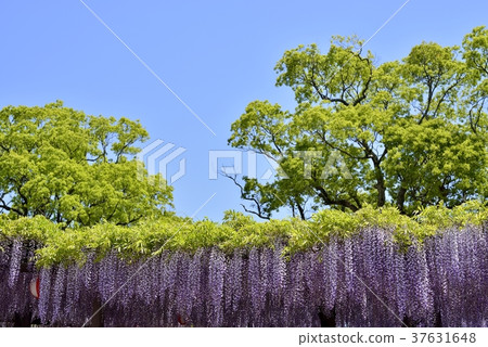 盛開的紫藤花 盛開的紫藤花 37631648