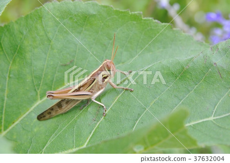 巴坦加粳稻 37632004