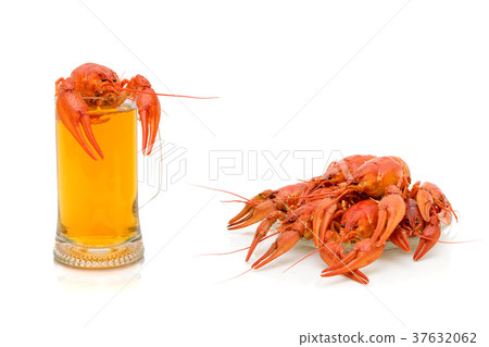 boiled river crayfish and a glass of beer boiled river crayfish and a glass of beer 37632062
