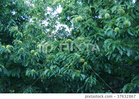 Summer chestnut fruit Summer chestnut fruit 37632867