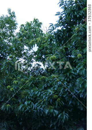 Summer chestnut fruit Summer chestnut fruit 37632868