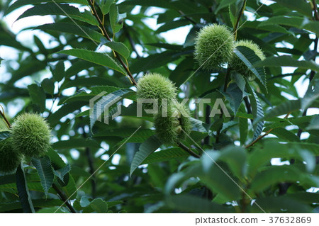Summer chestnut fruit Summer chestnut fruit 37632869