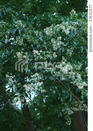 Shima Perikado Shimousa三文魚花 37632877