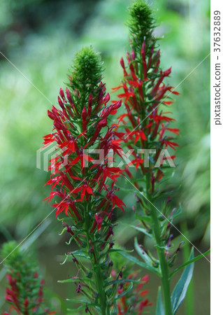 Akahanazawa bellflower safflower sawtooth flower language is "unusual talent" 37632889