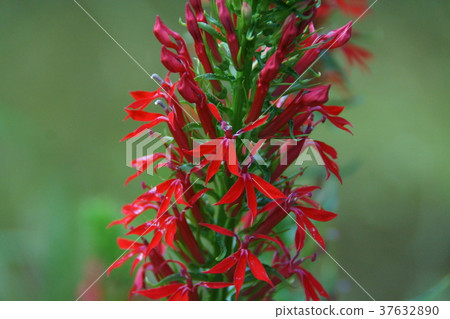 Akahanazawa bellflower safflower sawtooth flower language is "unusual talent" 37632890