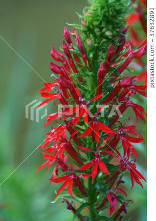 Akahanazawa桔梗紅花鋸齒花語言是 不尋常的天才 照片素材 圖片 圖庫