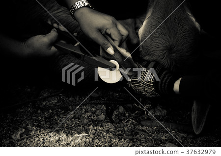 Farmers ear tags plastic for cattle. 37632979