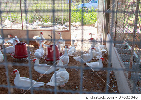 ducks on green grass in farm and cage 37633040