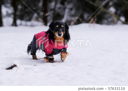 Snow play dog dax 37633110
