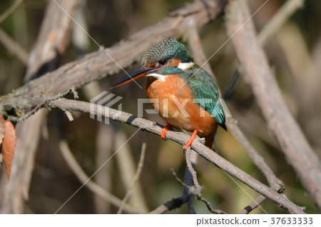 Mountain stream jewel "Kingfisher (female)" (Negawa Greenery Road / Tachikawa Park / Tachikawa City, Tokyo) 37633333