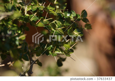 Alid ossi antler Damnacanthus indicus Alid ossi antler Damnacanthus indicus 37633437