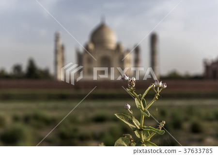Iconic view of Taj Mahal one of the World Wonders Iconic view of Taj Mahal one of the World Wonders 37633785