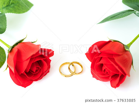 Red roses and gold rings on white Red roses and gold rings on white 37633885