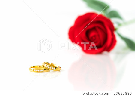 Red roses and gold rings on white 37633886