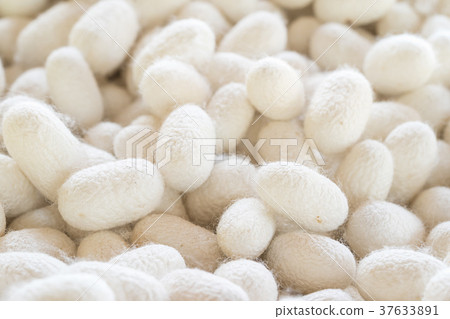 Silk cocoon that is processed to yield silk fiber Silk cocoon that is processed to yield silk fiber 37633891