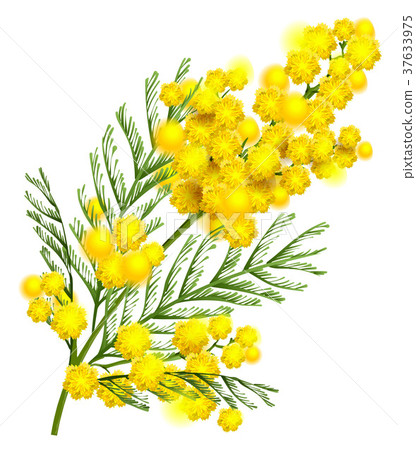 Yellow mimosa flower branch symbol of spring 37633975