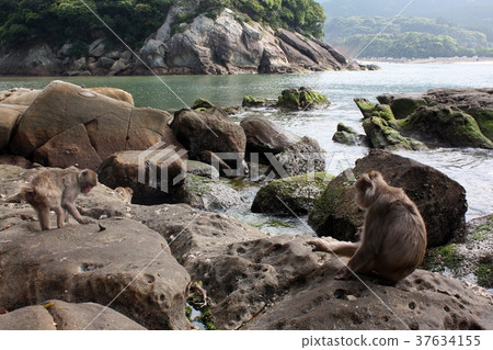 Japanese monkey from Kokushima Japanese monkey from Kokushima 37634155