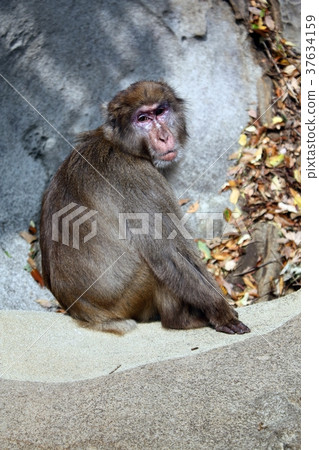 Kokushima的日本猴子 37634159